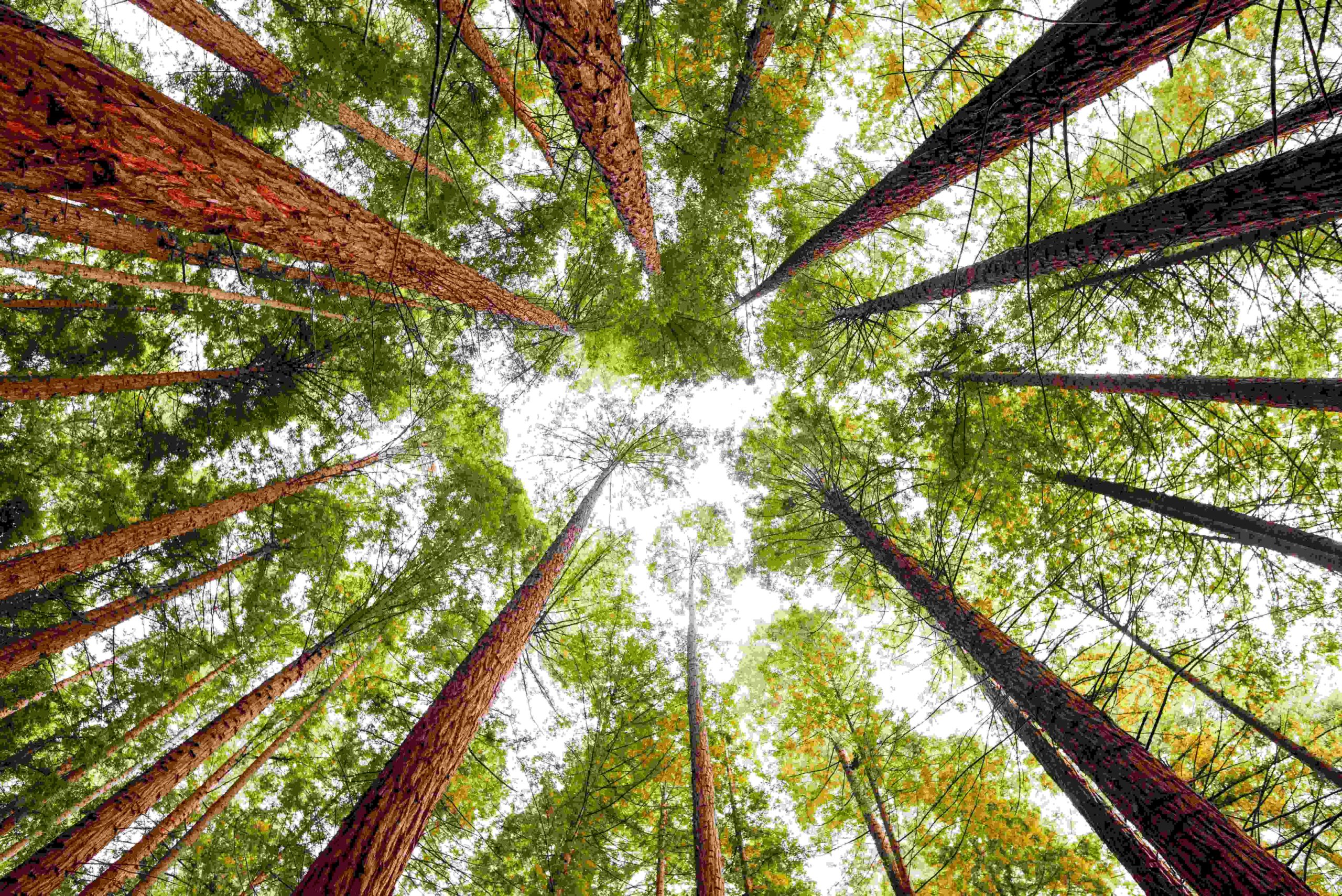 El árbol más alto del mundo